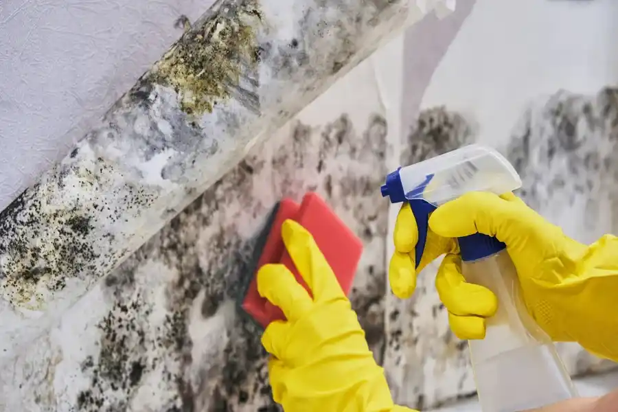 How Mold Inspections Can Save You Money in the Long Run in Gaithersburg, MD