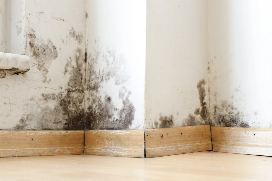 Affordable Mold Mitigation Services Gaithersburg, MD Affordable Mold Mitigation Services Gaithersburg, MD