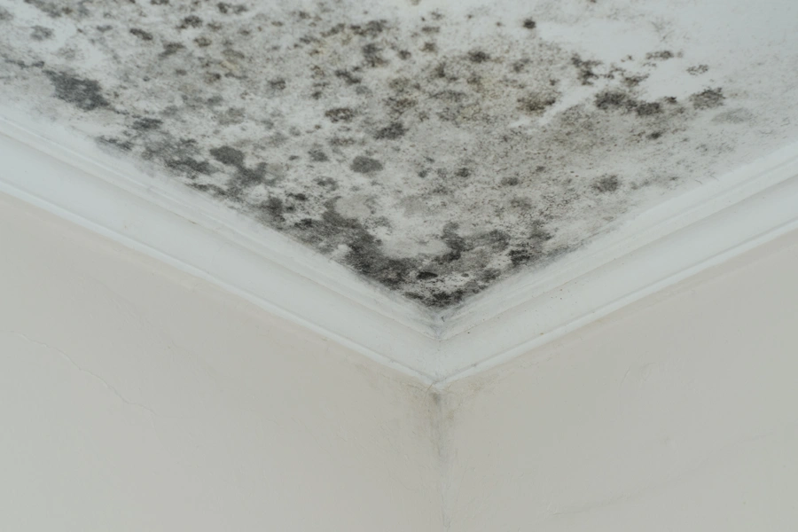 Reliable Mold Mitigation Services in Gaithersburg, MD Reliable Mold Mitigation Services in Gaithersburg, MD