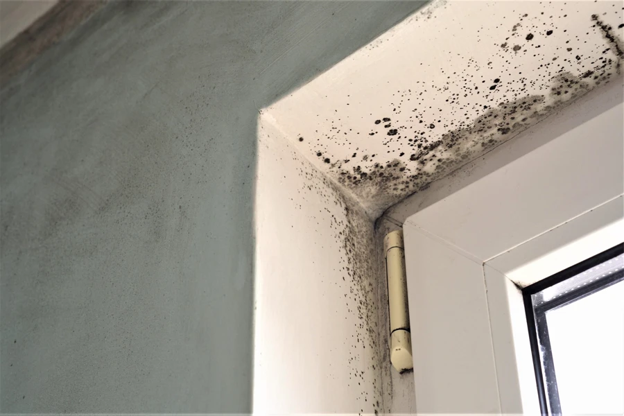 Professional Mold Mitigation Services in Gaithersburg, MD Professional Mold Mitigation Services in Gaithersburg, MD
