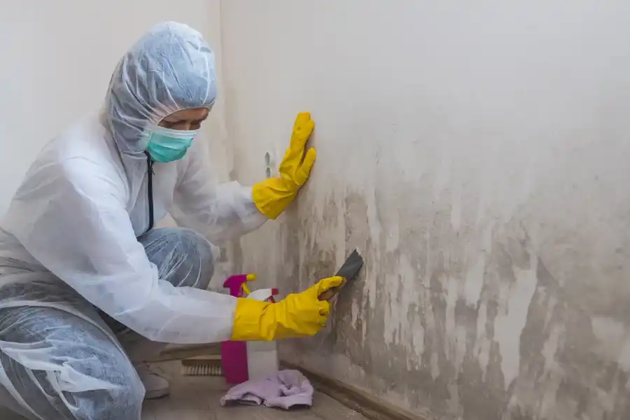 Affordable Mold Removal Services Gaithersburg, MD