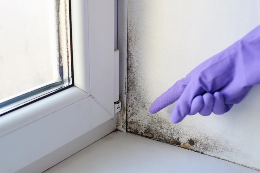 The Role of Mold Mitigation in Preventing Future Damage in Gaithersburg, MD The Role of Mold Mitigation in Preventing Future Damage in Gaithersburg, MD